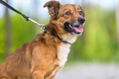 Parkta tasmalı bir köpek gezintisine çıkmış..