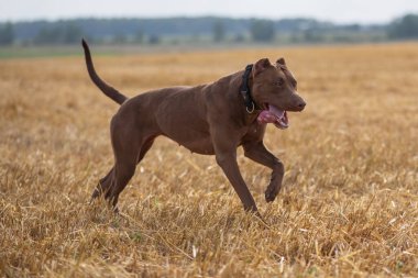 Yakışıklı Amerikan Pitbull Terrier biçilmiş alanda hızlı koşar..
