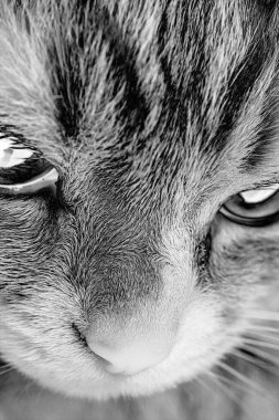 Kızıl bir kedinin portresi. Yaklaş.