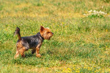 Yorkshire Teriyeri Çimlerin üzerinde Çalışıyor