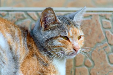 Sokaktaki verandada güzel bir kedi