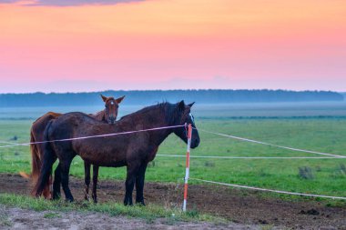 Atlar şafakta otlar.