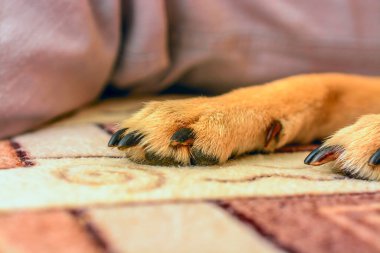 Köpek pençesi makrosu.