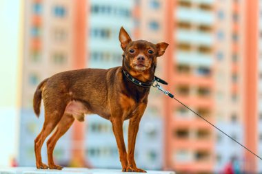 Küçük ev köpeğini yürüyüşe çıkardım..