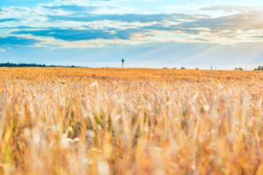 Olgun buğday kulakları tarlası. Yakından çekilmiş..