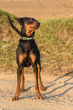 Bir Alman Pinscher portresi..