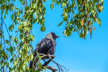 Gökyüzüne karşı bir ağacın dalında oturan kuzgun.