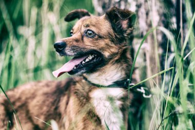Eskimiş bir köpek portresi..