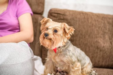 Yorkshire Teriyerinin portresi. Arka planda, kızın yanında..