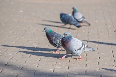 Meydanda güvercinler var. Yakından çekilmiş..