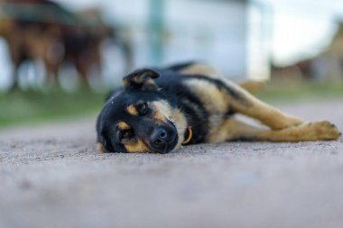 Benekli köpeğin yakın görüntüsü. 