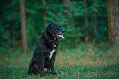 Güzel siyah Labrador toplayıcısı ormandaki çimlerin üzerinde oturuyor..