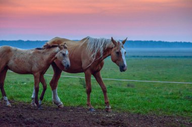 Atlar şafakta otlar.