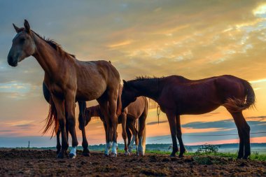 Atlar şafak vakti çayırda otluyor.