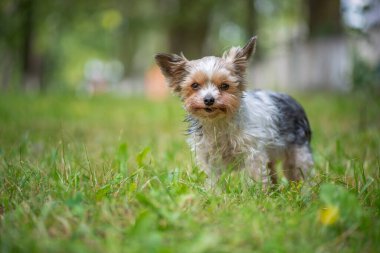 Terrier parktaki çimlerde oynuyor. Yakından çekilmiş..