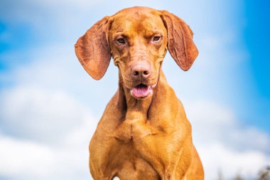 Macar Macar Vizsla yakın çekim.