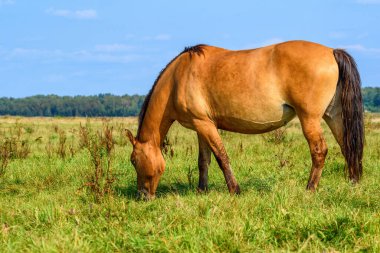 Çayırda tek başına safkan bir kısrak.