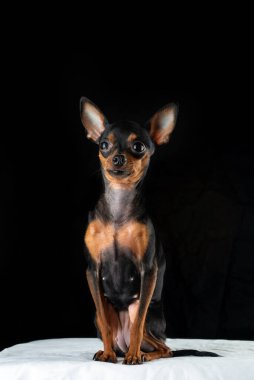 Siyah arka planda oyuncak bir teriyer köpeğinin portresi. Fotoğraflı yakın plan..