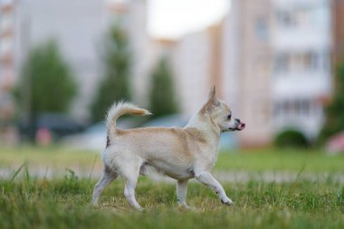 Küçük Chihuahua yazın parkta çimlerde oynar..