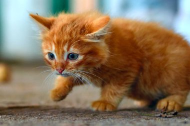 Kırmızı kedi sosis çiftliğinde yemek yiyor.