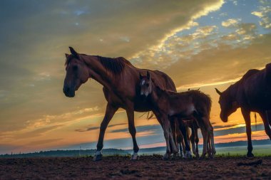 Atlar şafak vakti çayırda otluyor.