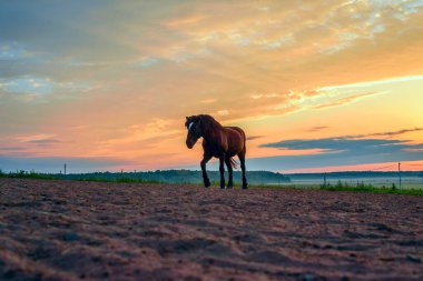 Atlar şafak vakti çayırda otluyor.