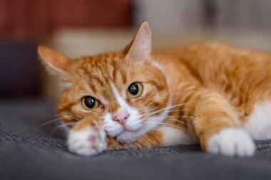 Evcil bir kedinin portresi