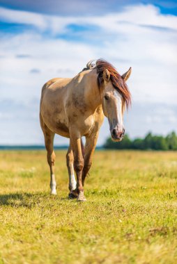 Yalnız at çayırda otluyor..
