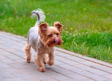 Sokakta yürüyen şirin bej bir teriyer.