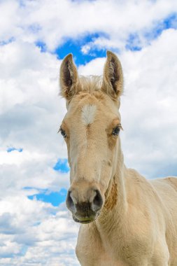 Gökyüzüne ve bulutlara karşı bir atın portresi