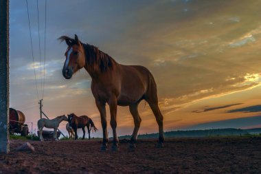 Atlar şafak vakti çayırda otluyor.