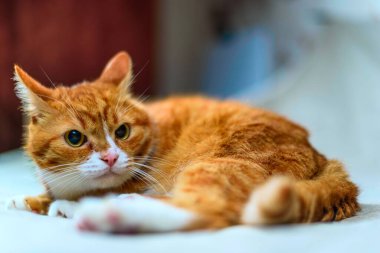 Kızıl bir kedinin stüdyo portresi