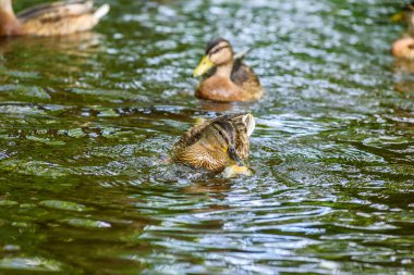 Ördekler gölette yüzer.