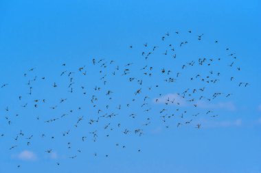 Gökyüzüne karşı bir kuş sürüsü