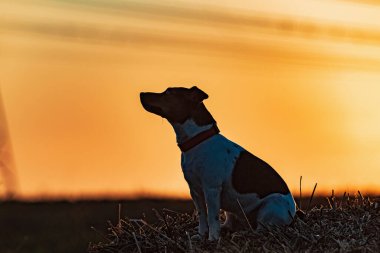 Gün batımında Jack Russell Terrier 'in portresi.
