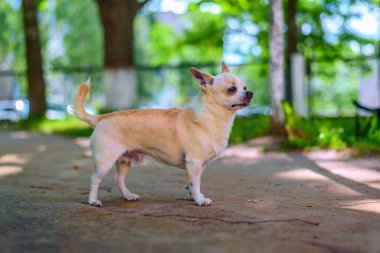 Chihuahua bahçede oynuyor.