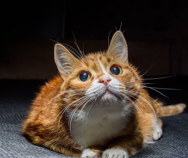 Yatakta yatan meraklı kedi