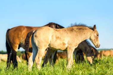 Yazın güneşli havalarda çayırdaki bir at ot yer. Yakından çekiliyor..