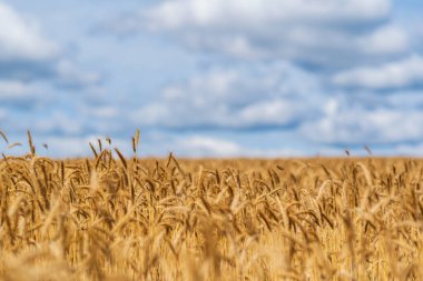Güneşli bir günde olgunlaşmış buğday tarlası.