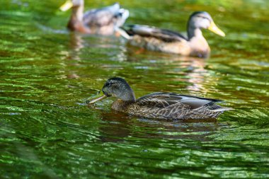 Ördekler gölette yüzer.
