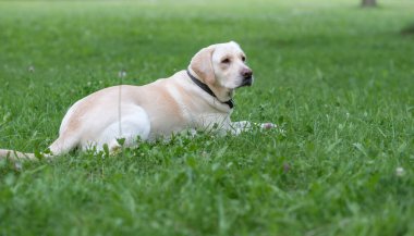 Parktaki çimlerin üzerinde bir yavru labrador yatıyor..