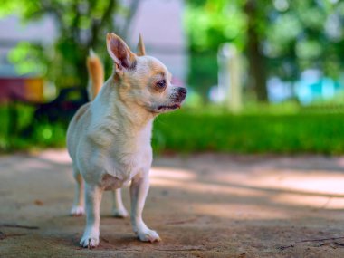 Chihuahua bahçede oynuyor.