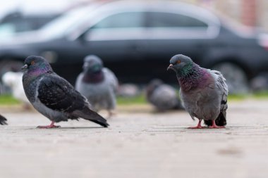 Şehir caddesinde bir güvercin portresi.