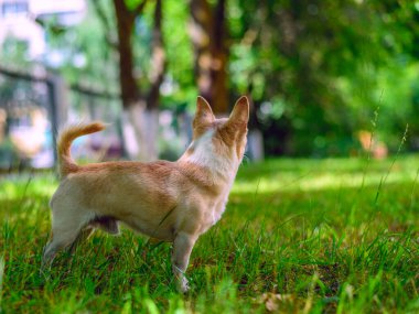 Chihuahua bahçede oynuyor.