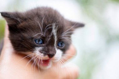 Küçük mavi gözlü kedi yavrusu bir adamın elinde. Fotoğraflı yakın plan..