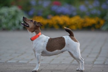 Jack Russell Terrier, turuncu yakalı, akşam kaldırımda. Yakından çekilmiş..