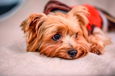 Yorkshire Teriyerinin Portresi