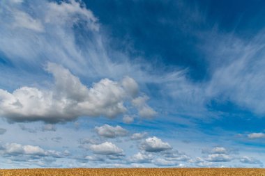 Buğday tarlasında güzel bulutlar.