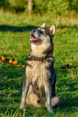 Renkli gözlü, iri yarı bir köpeğin portresi.