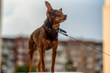 Tasmalı küçük bir köpek